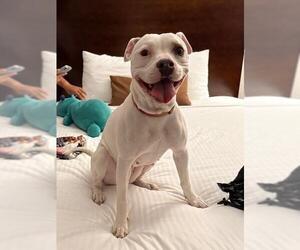 American Pit Bull Terrier-Unknown Mix Dogs for adoption in San Diego, CA, USA