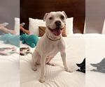 Small American Pit Bull Terrier Mix