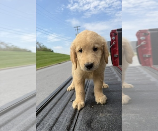 Medium Photo #1 Golden Retriever Puppy For Sale in LAKELAND, FL, USA