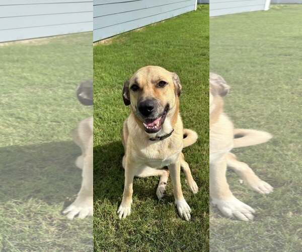 Medium Photo #4 Mutt Puppy For Sale in Greenville, SC, USA