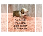 Small Photo #5 Pembroke Welsh Corgi Puppy For Sale in DERIDDER, LA, USA