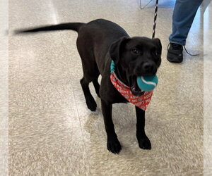 Mutt Dogs for adoption in Germantown, OH, USA