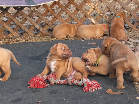 Medium Photo #1 Dogue de Bordeaux Puppy For Sale in ANDERSONVILLE, GA, USA