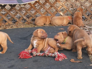 Dogue de Bordeaux Puppy for sale in ANDERSONVILLE, GA, USA