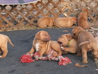 Small Photo #1 Dogue de Bordeaux Puppy For Sale in ANDERSONVILLE, GA, USA
