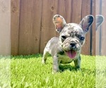 Small Photo #42 French Bulldog Puppy For Sale in AUSTIN, TX, USA