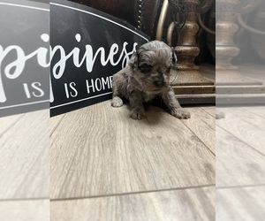 Schnauzer (Miniature) Puppy for sale in GRAY, GA, USA