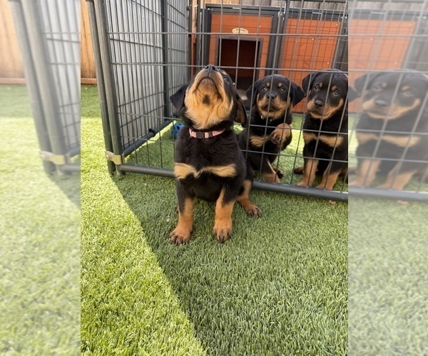 Medium Photo #17 Rottweiler Puppy For Sale in SAN JOSE, CA, USA