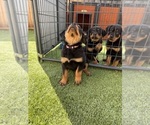 Small #1 Rottweiler