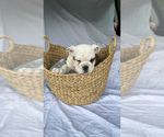 Small Photo #3 English Bulldogge Puppy For Sale in HAMBURG, NJ, USA