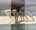 Small #3 Chihuahua Mix
