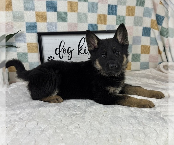 Medium Photo #2 German Shepherd Dog Puppy For Sale in FRANKLIN, IN, USA