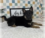 Small #1 German Shepherd Dog