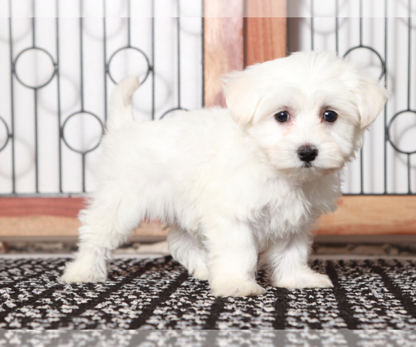 Medium Photo #4 Maltese Puppy For Sale in NAPLES, FL, USA