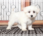 Small #3 Maltese