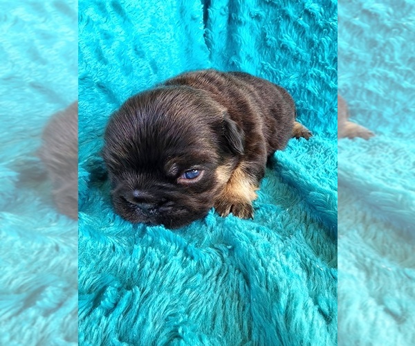 Medium Photo #15 French Bulldog Puppy For Sale in LAS VEGAS, NV, USA