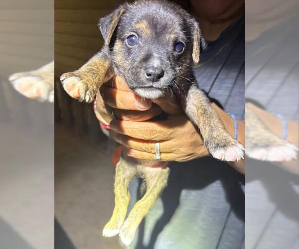Medium Photo #1 Labrador Retriever-Unknown Mix Puppy For Sale in San Antonio, TX, USA
