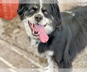 Australian Shepherd-Unknown Mix Dogs for adoption in Houston, TX, USA