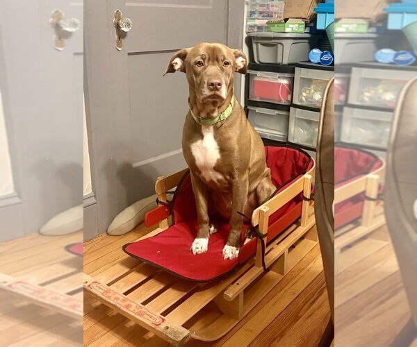 Medium Photo #18 American Pit Bull Terrier-Unknown Mix Puppy For Sale in Brewster, NY, USA