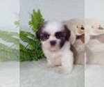 Small #14 Shih Tzu
