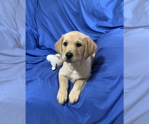 Medium Photo #2 Golden Labrador Puppy For Sale in LIVE OAK, FL, USA