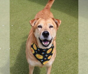 Chow Chow-Unknown Mix Dogs for adoption in Rockaway, NJ, USA