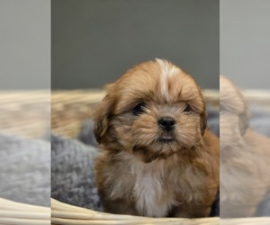 Shih Tzu Puppy for Sale in CARLYLE, Illinois USA