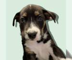 Small #2 Mutt