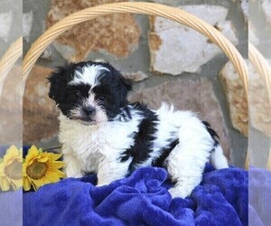 Zuchon Puppy for sale in KINZERS, PA, USA
