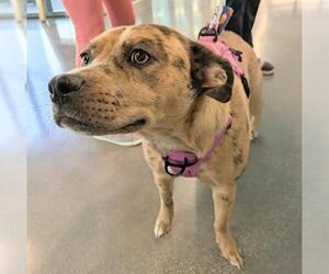 Catahoula Leopard Dog Dogs for adoption in San Martin, CA, USA