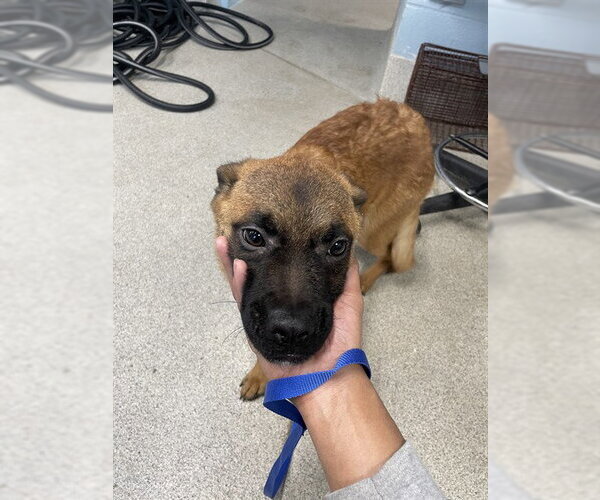 Medium Photo #1 Mutt Puppy For Sale in Tallahassee, FL, USA