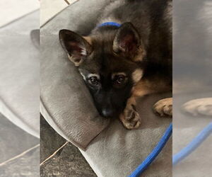 German Shepherd Dog-pomeranian spitz Mix Dogs for adoption in Princeton, MN, USA