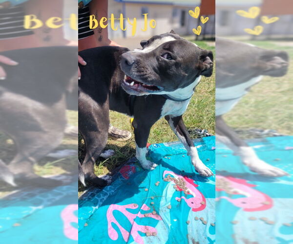 Medium Photo #8 Mutt Puppy For Sale in Monte Vista, CO, USA