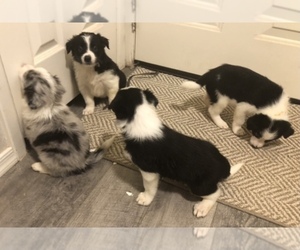 Border Collie Puppy for sale in MARICOPA, AZ, USA