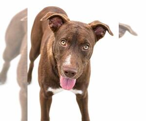American Pit Bull Terrier-Unknown Mix Dogs for adoption in Pearland, TX, USA