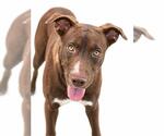 Small American Pit Bull Terrier Mix