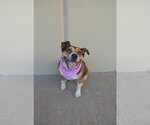 Small #2 Mutt
