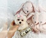 Small #10 Morkie