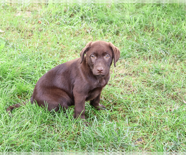 Medium Photo #6 Labrador Retriever Puppy For Sale in SYRACUSE, IN, USA