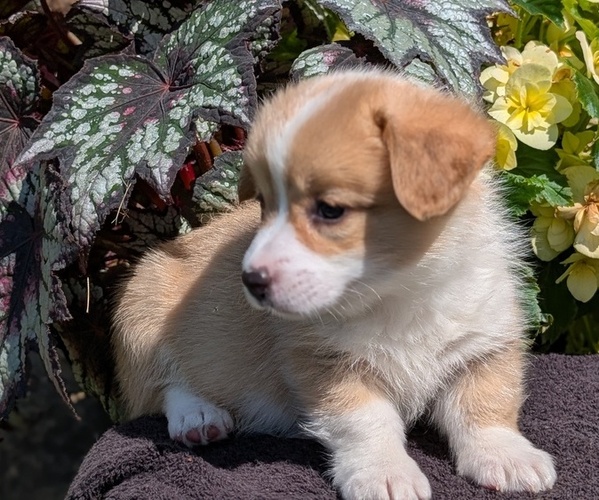 Medium Photo #4 Pembroke Welsh Corgi Puppy For Sale in GOSHEN, IN, USA