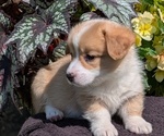 Small #3 Pembroke Welsh Corgi