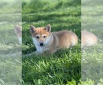 Small #1 Shiba Inu