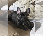 Small Photo #5 French Bulldog Puppy For Sale in BUCHANAN DAM, TX, USA
