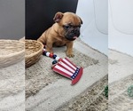 Small Photo #10 French Bulldog Puppy For Sale in CONCORDIA, KS, USA