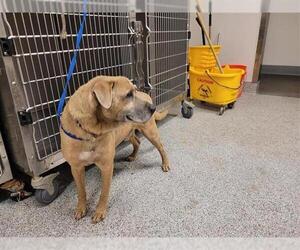 American Pit Bull Terrier-Unknown Mix Dogs for adoption in Houston, TX, USA