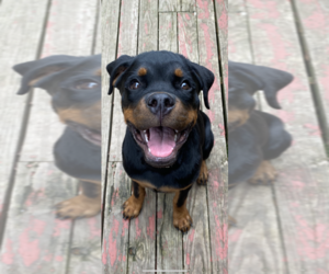 Rottweiler Puppy for Sale in BLOOMFIELD, New York USA