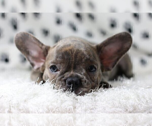 Medium Photo #1 French Bulldog Puppy For Sale in PARKLAND, FL, USA