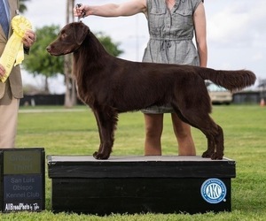 Father of the Flat Coated Retriever puppies born on 03/08/2026
