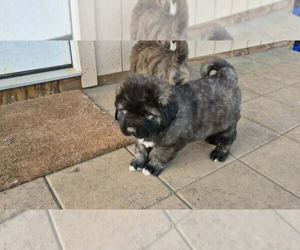Medium Photo #8 Caucasian Shepherd Dog Puppy For Sale in NORTH PLAINS, OR, USA