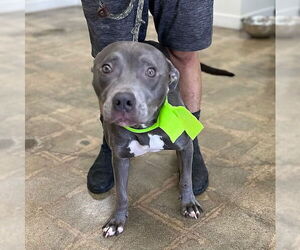 American Pit Bull Terrier Dogs for adoption in Marina Del Rey, CA, USA